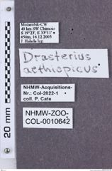 Etikette zu Drasterius aethiopicus (NHMW-ZOO-COL-0010642)